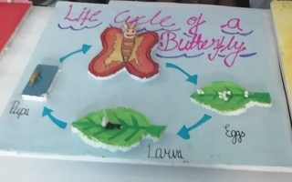 R.S.M Convent School